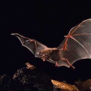 Pinggiran Bat Lipped Menyerang Katak Perampok Fitzinger