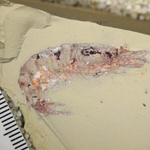 Udang fosil Cretaceous dari jbel oum tkout, morocco