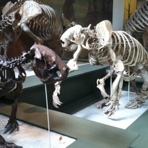 Giant Ground Sloths