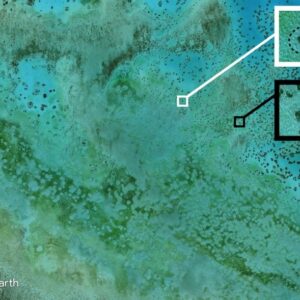 Halo merumput di Pulau Heron, Australia