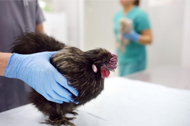 Dokter Hewan Ayam Flu Burung