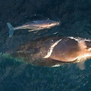 Seorang ibu dan bayi paus berenang di Kiama