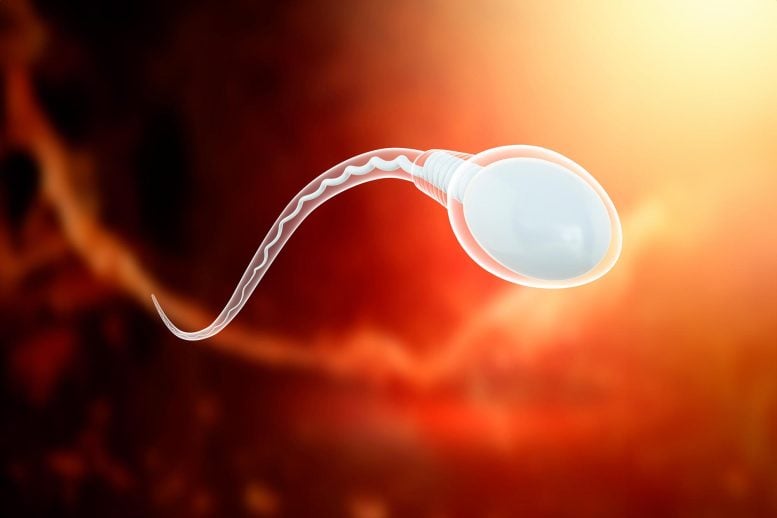 Ilustrasi sains sel sperma