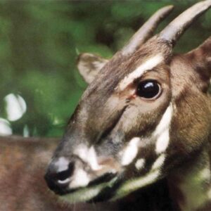 Saola yang langka dan terancam punah