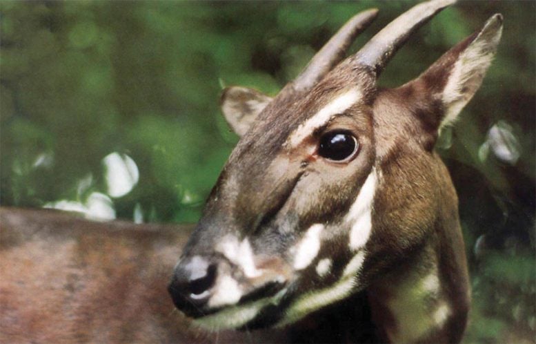 Saola yang langka dan terancam punah