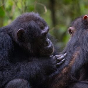 Perawatan sosial antara dua simpanse di hutan Budongo