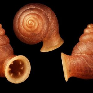 Konsep Seni Siput Anauchen Picasso