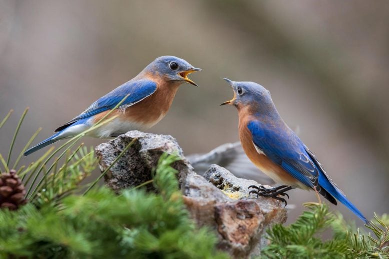 Dua Bluebirds berkotek