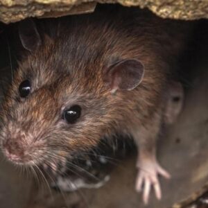 Tikus dalam pipa