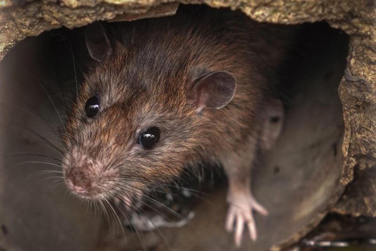 Tikus dalam pipa