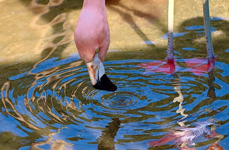 Flamingo Chili menciptakan riak saat mencari makan