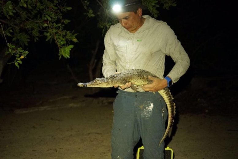 José Avila Cervantes dengan buaya
