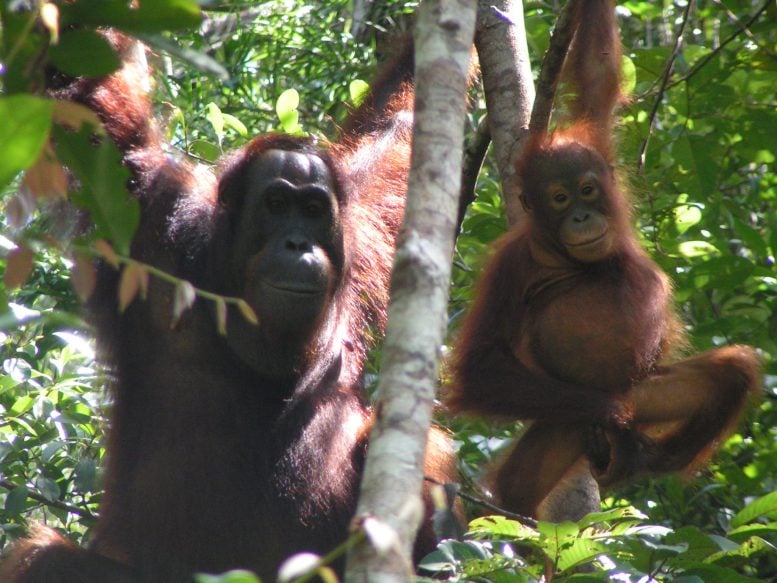 Ibu dan Bayi Orangutan Sumatra di Habitat Hutan Alamnya