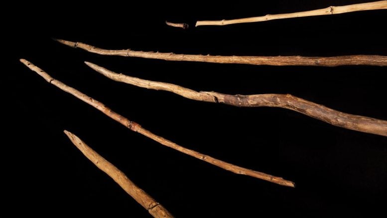 Schöningen Spears dipresentasikan di pameran Museum Penelitian “Paläon”