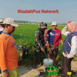 Babinsa, Korluh, PPL, dan Gapoktan Bergerak Cepat Laksanakan Gardal Wereng di Kampung Suka Agung