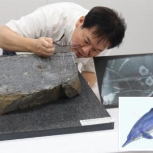 Profesor Kato dengan cermat memeriksa fosil ichthyosaur