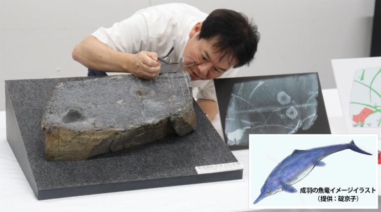 Profesor Kato dengan cermat memeriksa fosil ichthyosaur