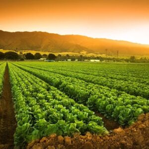 Tanaman menanam lahan pertanian subur