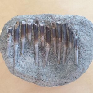 Satu set gigi diplodokus