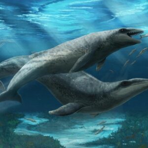 Janjucetus Dullardi Calf dan Ibu