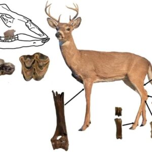 Grafik fosil rusa berusia 5 juta tahun