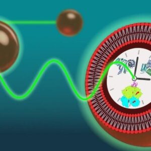 Bagaimana sel dapat menjaga grafik waktu