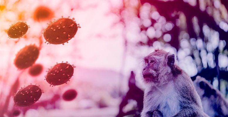 Ilustrasi Monkeypox