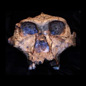 Paranthropus