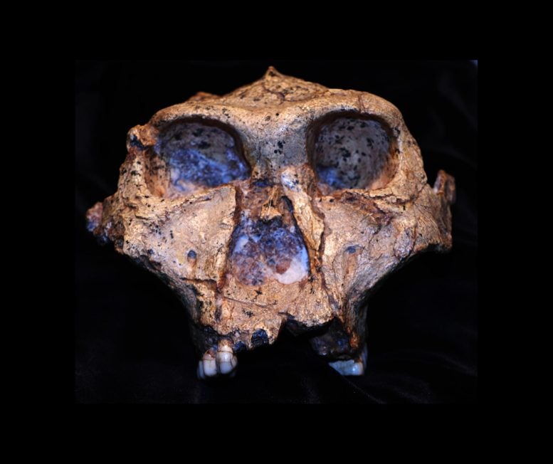 Paranthropus