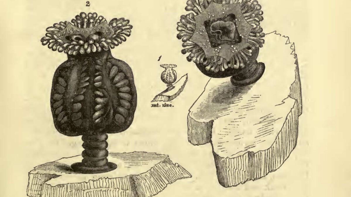 Tempat wisata 'punah' ubur -ubur yang tidak terlihat dalam 50 tahun