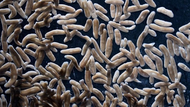Cacing Pipih Planaria