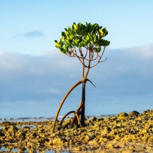 Pertumbuhan Tanaman Mangrove