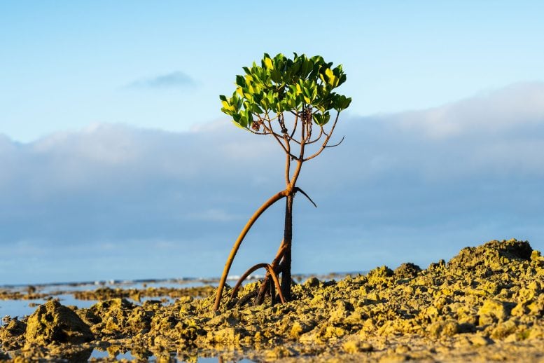 Pertumbuhan Tanaman Mangrove