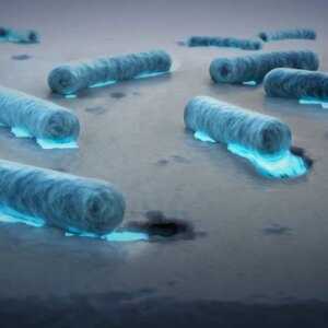 Bakteri Pengunyah Plastik