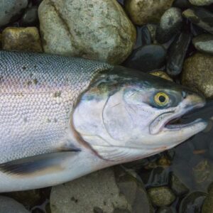 Ikan Salmon Segar Liar Alaska