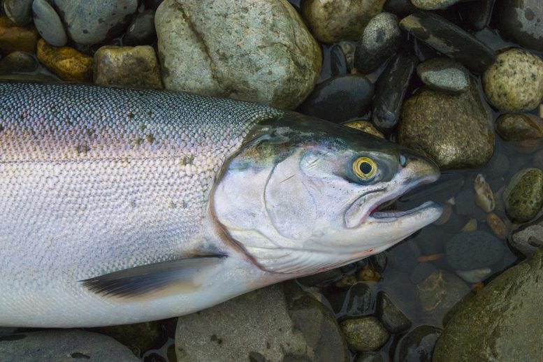 Ikan Salmon Segar Liar Alaska