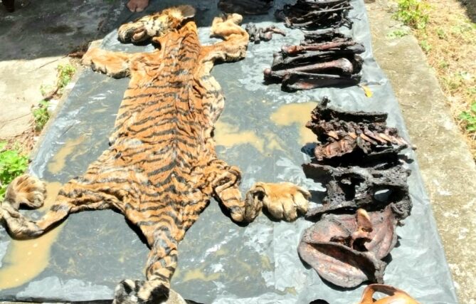 36 Kasus Satwa Liar Tercatat di Aceh, Bener Meriah Tertinggi