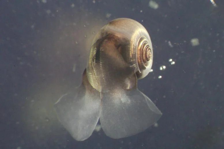 Pteropod Limacina helicina Dikumpulkan di Perairan Greenland