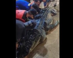 Buaya Besar di Inhil Mati, Setelah Dibedah Isi Perutnya Mengejutkan