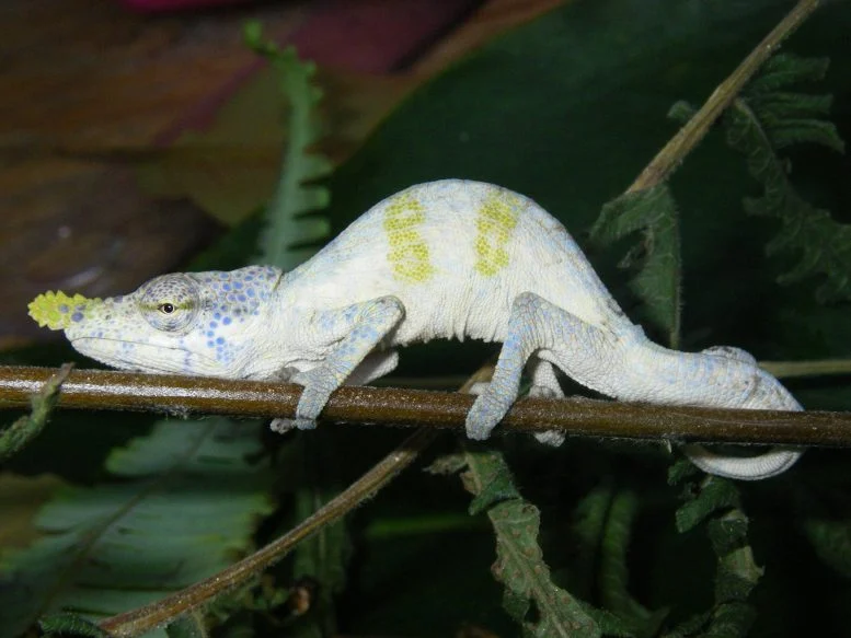 Jantan Dewasa Calumma nasutum