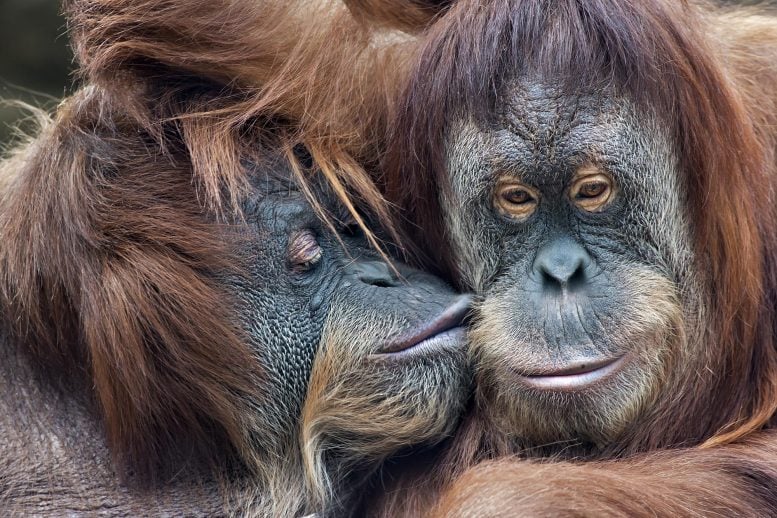 Primata Orangutan Berciuman