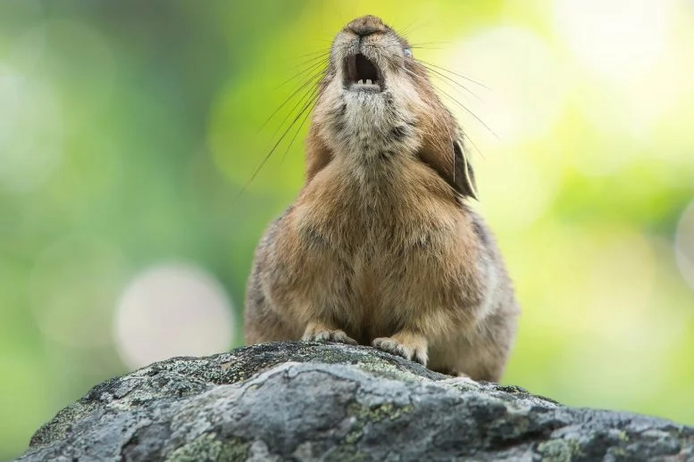 Mamalia Pika yang Terancam Punah