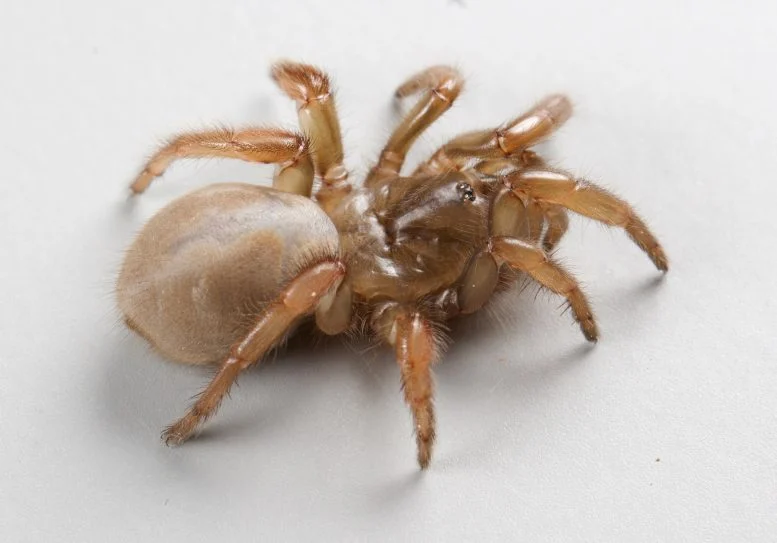 Apostichus ramirezae