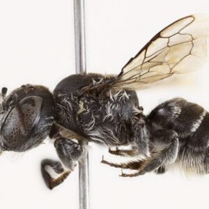 Spesimen Lebah Megachile Lucifer Betina Dari Australia Barat