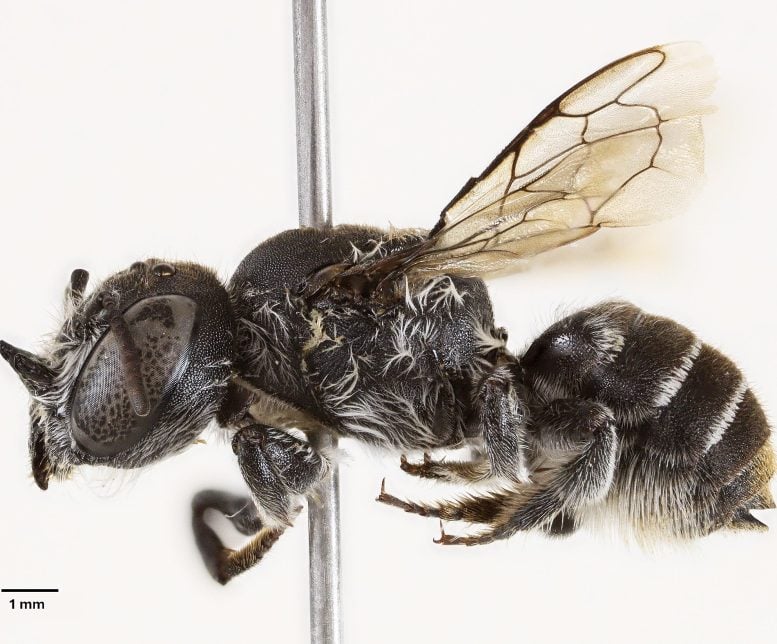Spesimen Lebah Megachile Lucifer Betina Dari Australia Barat