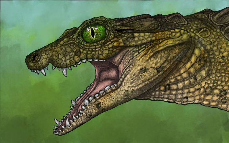 Thikarisuchus xenodentes