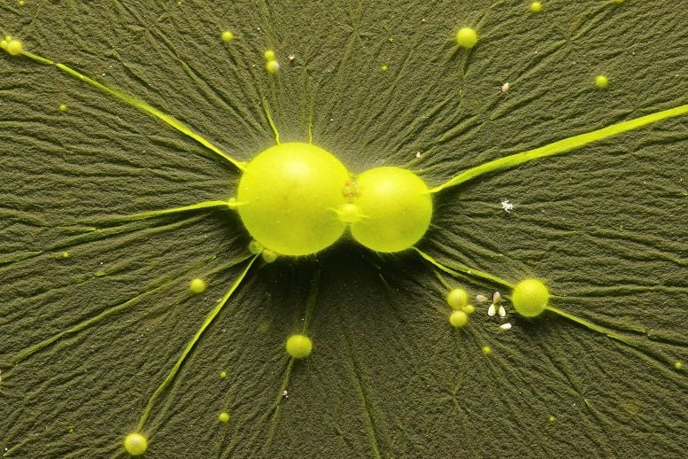 Permukaan Air Cyanobacteria Cyanophyta