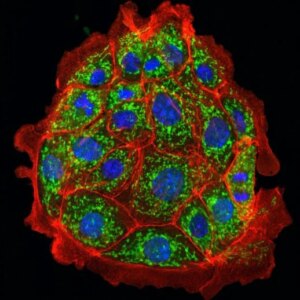 Sel Tubulus Proksimal Ginjal