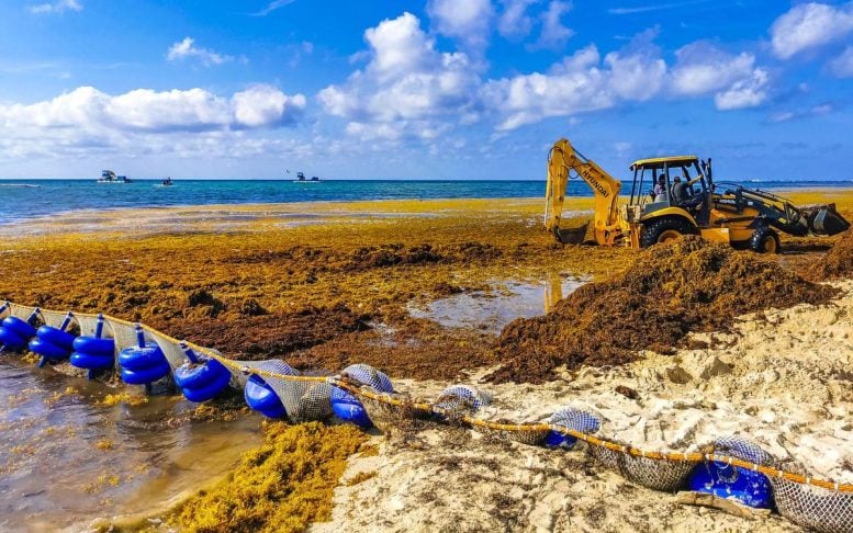 Pembersihan Pantai Playa del Carmen di Sargassum