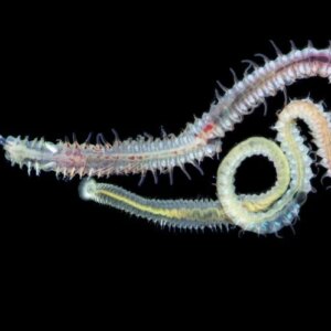 Polychaete Spionid Bor Cangkang Laut Dewasa